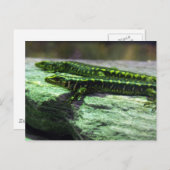 Otago Skink ポストカード (正面/裏面)