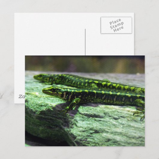 Otago Skink ポストカード (正面/裏面)