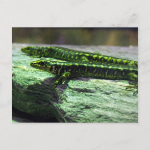 Otago Skink ポストカード