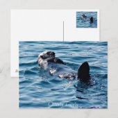 Oterly Lovely Alaska Otterはがき ポストカード (正面/裏面)