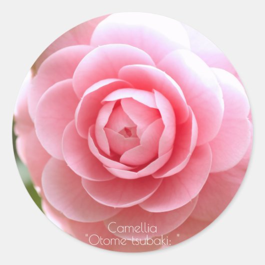Otome-tsubaki: Camellia [Round Seal] ラウンドシール (正面)