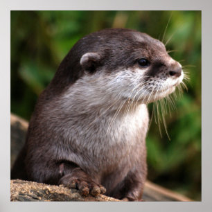 Otterのクローズアップ ポスター
