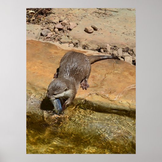 Otter食べ物's Fish By Pond，ポスター ポスター (正面)