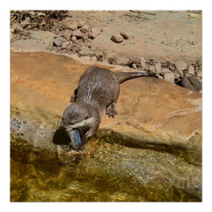 Otter食べ物's Fish By Pond, Glossy Poster ポスター