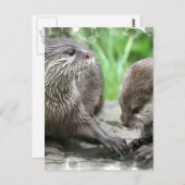 Otter Habitatはがき ポストカード (正面/裏面)