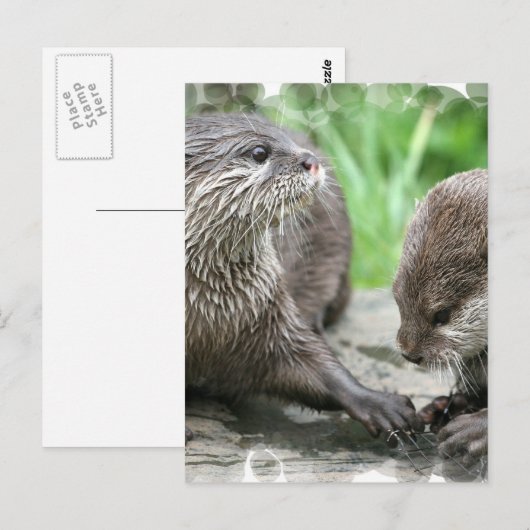 Otter Habitatはがき ポストカード (正面/裏面)