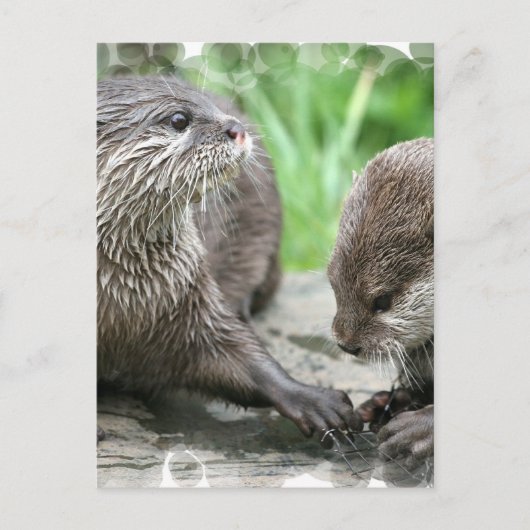 Otter Habitatはがき ポストカード (正面)