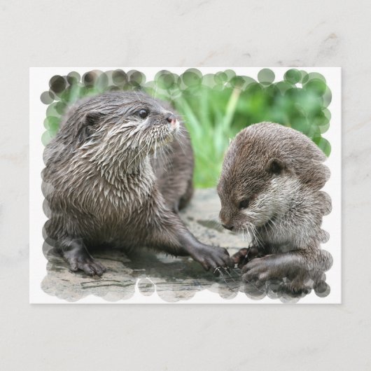 Otter Habitatはがき ポストカード (正面)