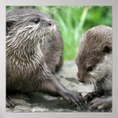 Otter Habitatポスター ポスター (正面)