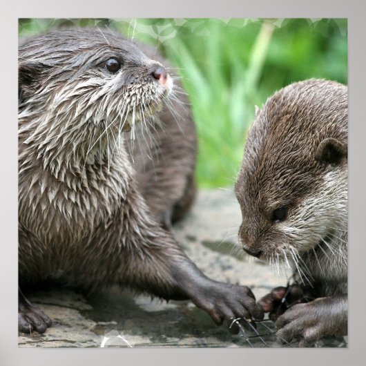 Otter Habitatポスター ポスター (正面)