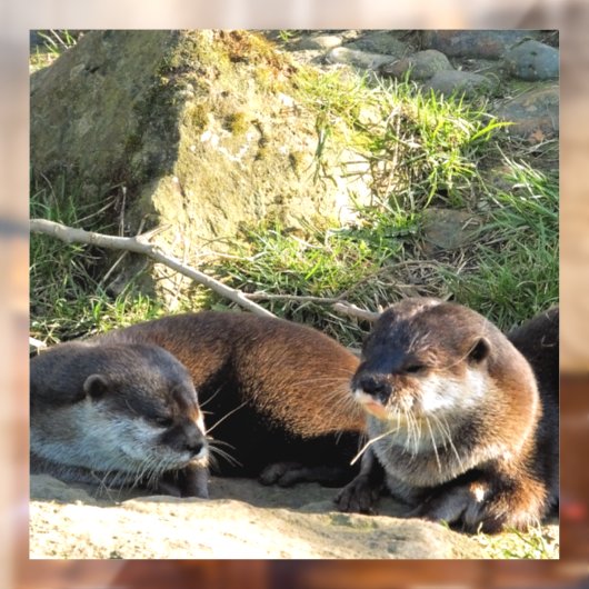 OTTERS ウィンドウサイン (シート2)