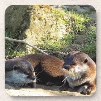 OTTERS コースター