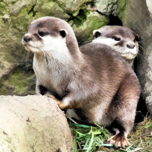 OTTERS マウスパッド