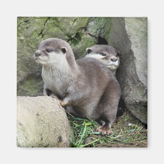 OTTERS マグネット (正面)