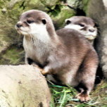 OTTERS 長方形ベルトバックル<br><div class="desc">A watercolor design of a pair of very cute little otters. 


com.</div>