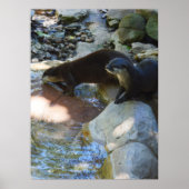 Otters Drink, Poster ポスター (正面)