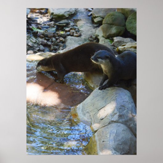 Otters Drink, Poster ポスター (正面)