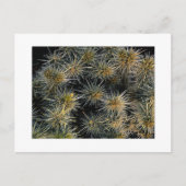 「Ouch Cluster」 ポストカード (正面)