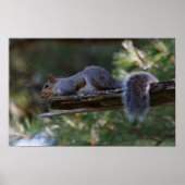 Out on a Limb ポスター (正面)