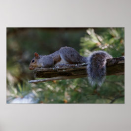 Out on a Limb ポスター