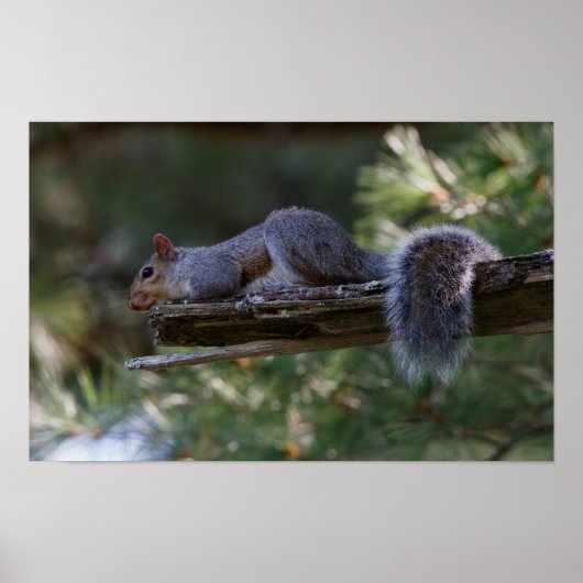 Out on a Limb ポスター (正面)