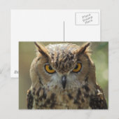 Owlフォトポストカード ポストカード (正面/裏面)