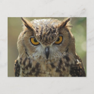 Owlフォトポストカード ポストカード