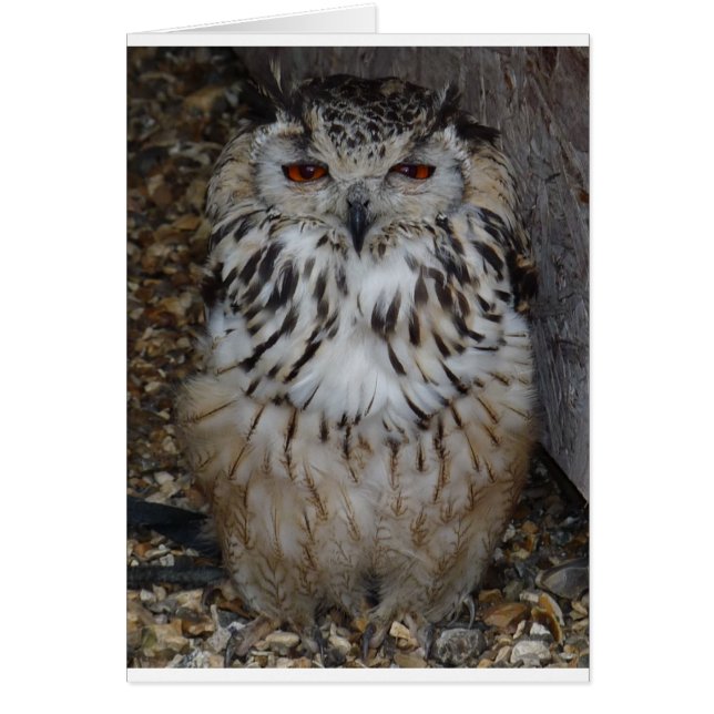 owl1 (正面)