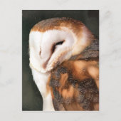 OWL ポストカード (正面)