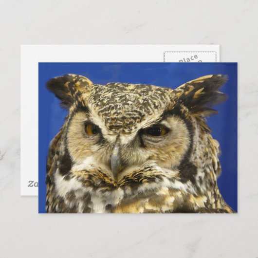 OWL – 角素晴らし型フクロウ顔写真 ポストカード (正面/裏面)