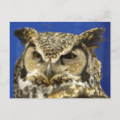 OWL – 角素晴らし型フクロウ顔写真 ポストカード (正面)