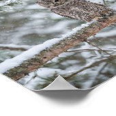 Owl bird ポスター (角)