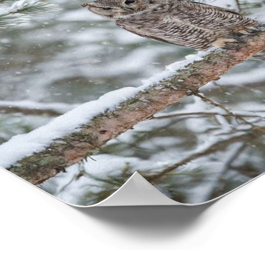 Owl bird ポスター (角)