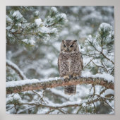 Owl bird ポスター (正面)