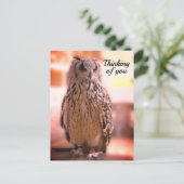 Owl Experience Somerset 考え's of Youポストカード ポストカード (スタンド正面)