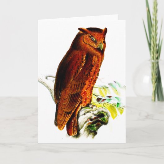 Owl Greeting Card カード (正面)