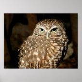 Owl Poster ポスター (正面)