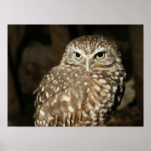 Owl Poster ポスター (正面)