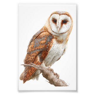 Owl Premium Satin Photo Paper Photo Enlargement フォトプリント