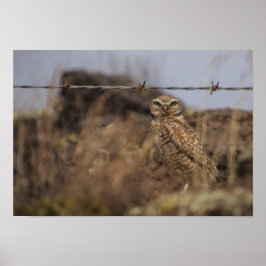 owl see you! ポスター