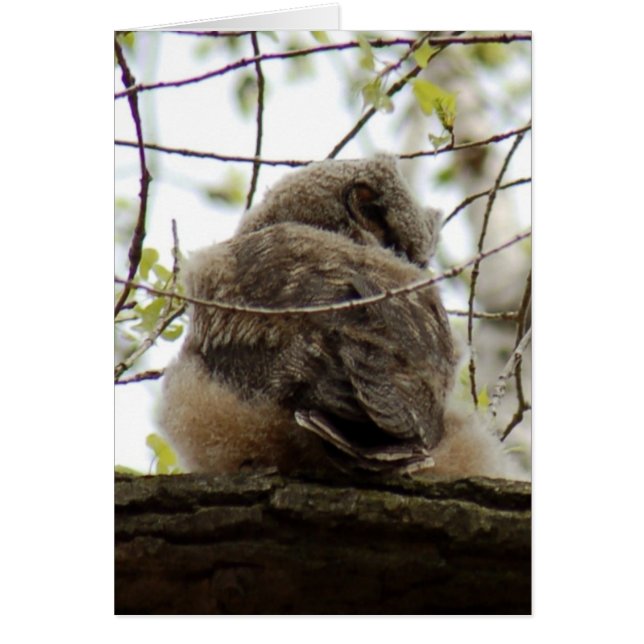 Owlette素晴らしい角状のカード (正面)