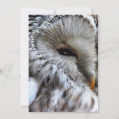 OWLS招待状 (正面)