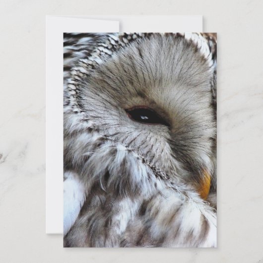 OWLS招待状 (正面)