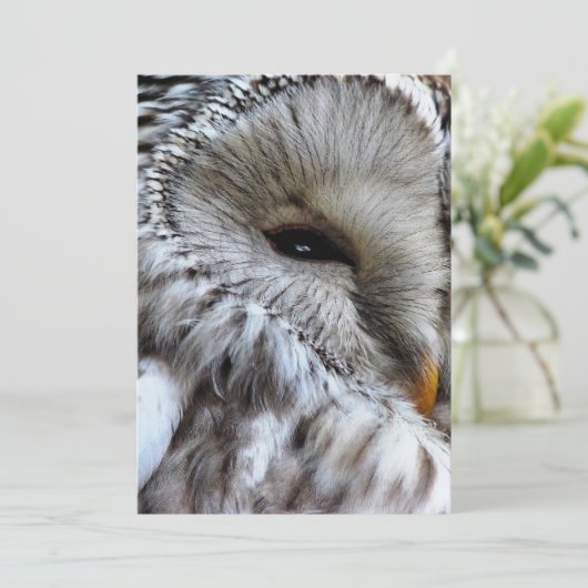 OWLS招待状 (スタンド正面)