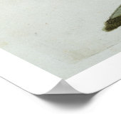 Oyster Catcher, c.1767-76 (hand coloured engraving ポスター (角)