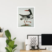 Oyster Catcher, c.1767-76 (hand coloured engraving ポスター (ホームオフィス)