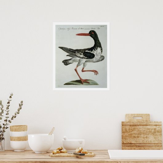 Oyster Catcher, c.1767-76 (hand coloured engraving ポスター (キッチン)