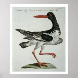 Oyster Catcher, c.1767-76 (hand coloured engraving ポスター