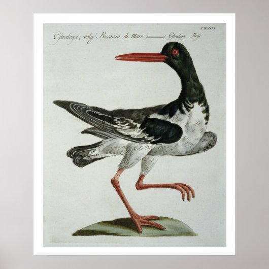 Oyster Catcher, c.1767-76 (hand coloured engraving ポスター (正面)