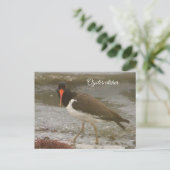 Oystercatcher Photo Postcard シーズンポストカード (スタンド正面)